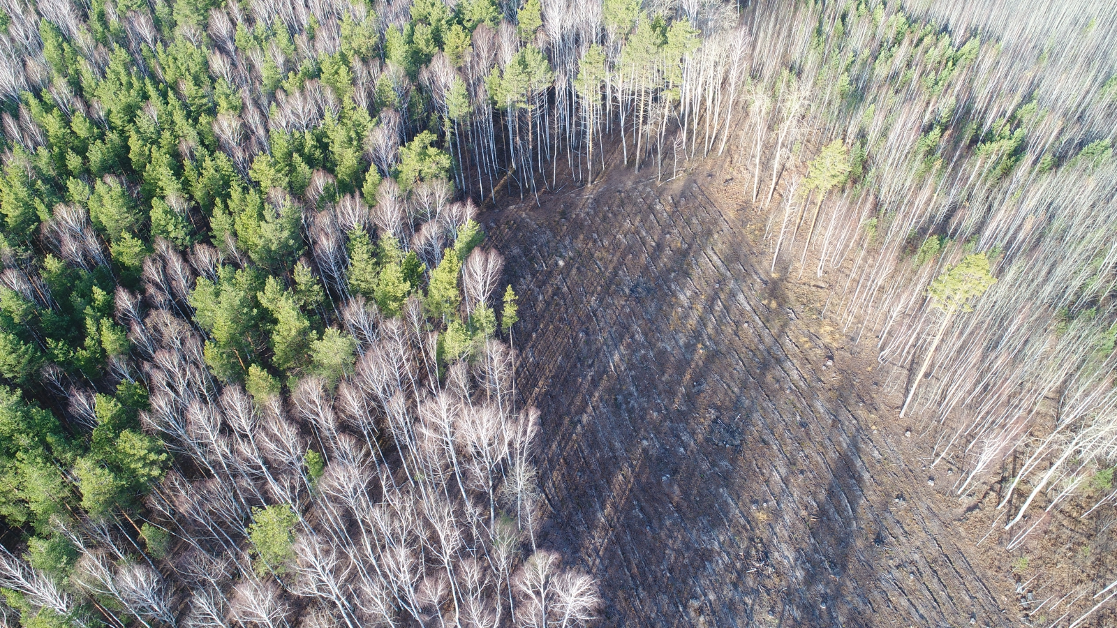Расследование по делу экс-замминистра Минлесхоза Пензенской области завершено