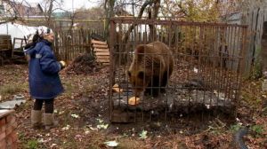 Пензенский зоопарк просит помочь с перевозкой медведицы Нюры в Минск