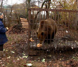 Пензенский зоопарк просит помочь с перевозкой медведицы Нюры в Минск
