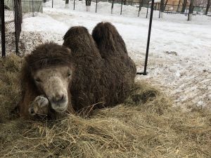 Пензенский зоопарк переживает беби-бум