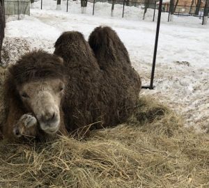 Пензенский зоопарк переживает беби-бум