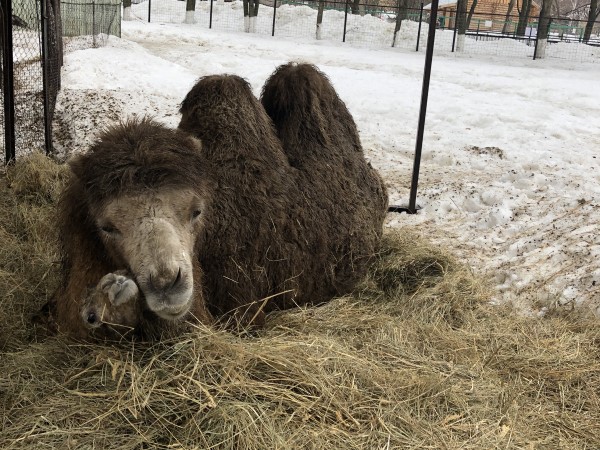Пензенский зоопарк переживает беби-бум