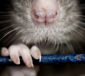 Последствия мусорной реформы? В Пензу вернулись крысы