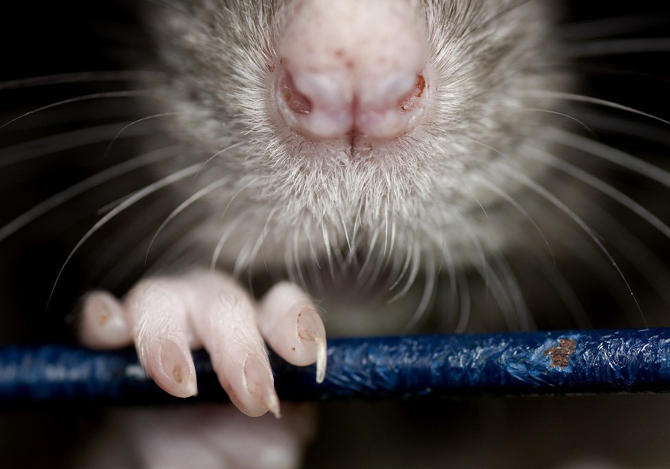 Последствия мусорной реформы? В Пензу вернулись крысы