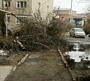 "Человек не трамвай, обойдет!" Пензенцы пожаловались на коммунальщиков, сваливших опиленные ветки на тротуар