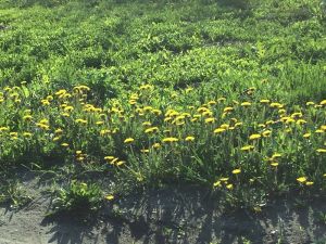 Смерть одуванчикам: мэрия Пензы ведет неравный бой с сорняком