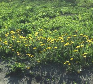 Смерть одуванчикам: мэрия Пензы ведет неравный бой с сорняком