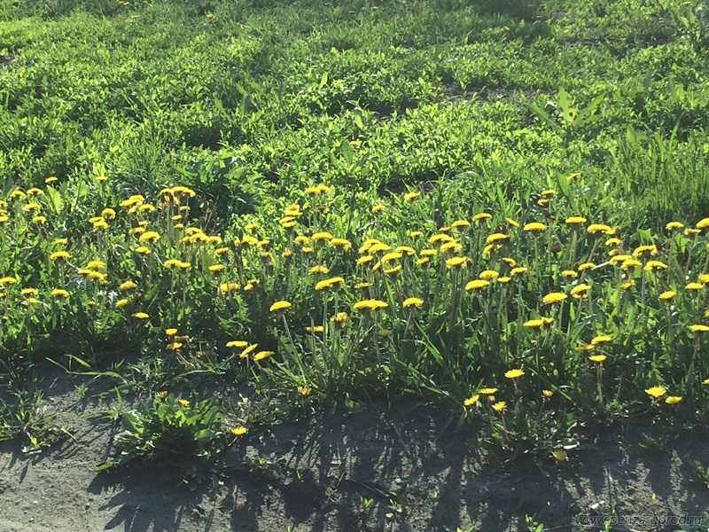 Смерть одуванчикам: мэрия Пензы ведет неравный бой с сорняком