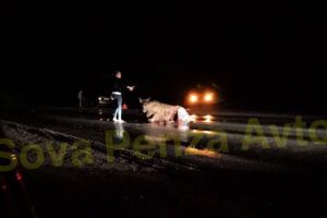 За сбитого лося пензенский водитель заплатит штраф 40 тысяч рублей