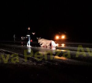 За сбитого лося пензенский водитель заплатит штраф 40 тысяч рублей