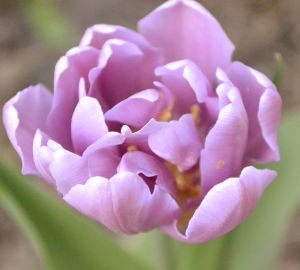 Весна в Пензе. Фотозарисовка