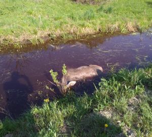 Лось, сбитый на ахунском переезде, погиб