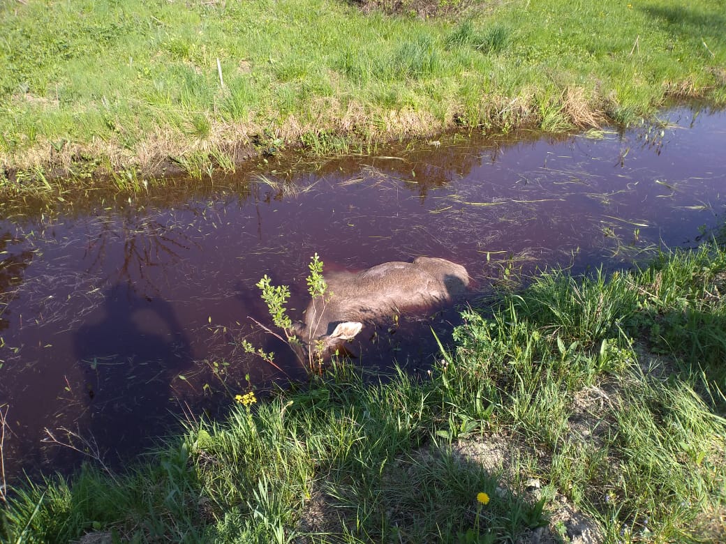 Лось, сбитый на ахунском переезде, погиб