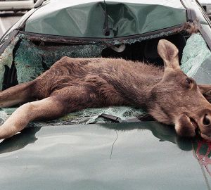 Авария под Кузнецком: водитель насмерть сбил лося и получил травмы