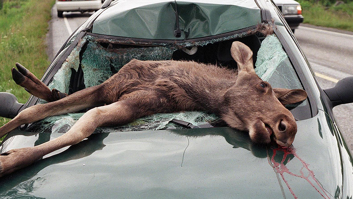 Авария под Кузнецком: водитель насмерть сбил лося и получил травмы