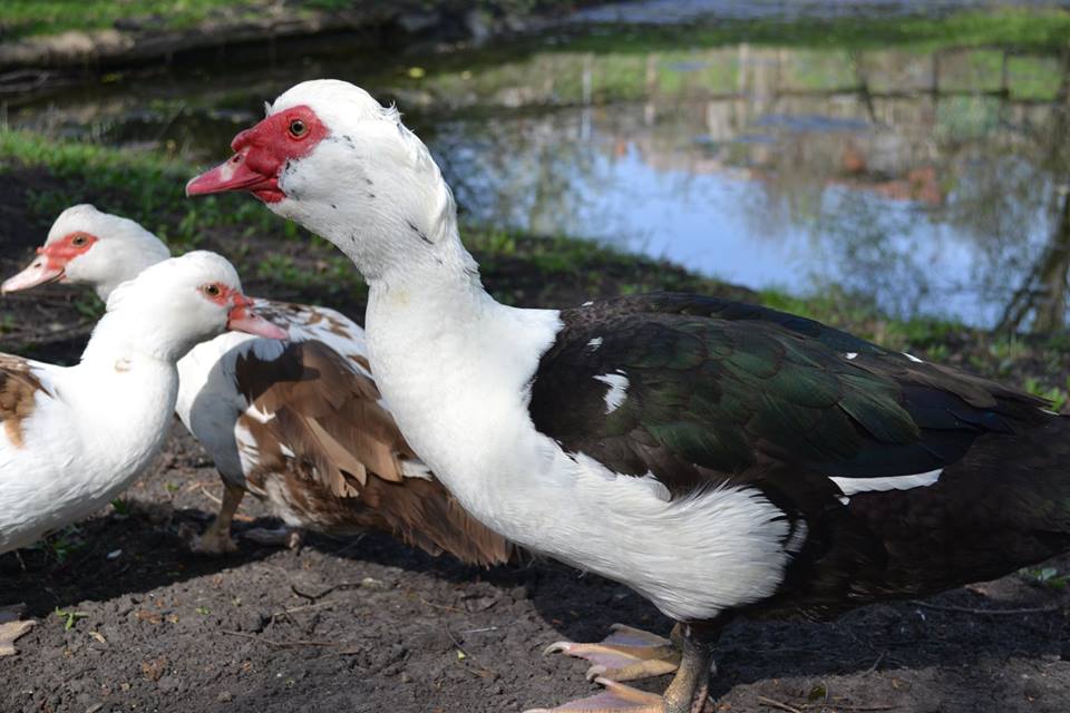 Животных, оставленных цыганами в Чемодановке, временно передадут местному предпринимателю