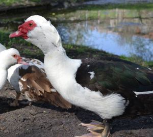 Пензенским охотникам разрешили стрелять по уткам только из укрытия
