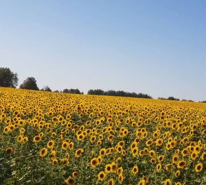 В Пензенской области готовятся ко Дню поля