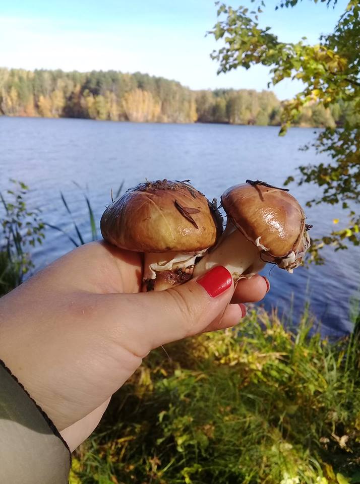 Проклятое место? В Пензе грибники дважды заплутали в одном и том же лесу