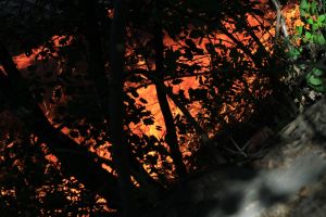 Жители Западной поляны напуганы сильным пожаром на кладбище