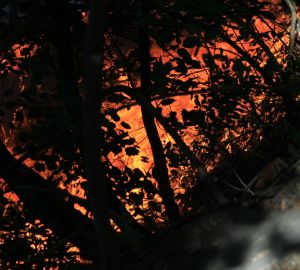 Жители Западной поляны напуганы сильным пожаром на кладбище