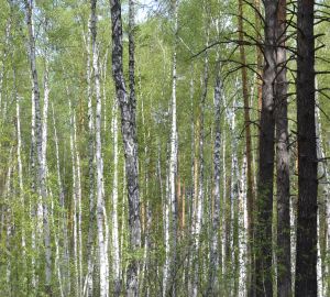 Пензенцев предупредили об опасности нападения клещей