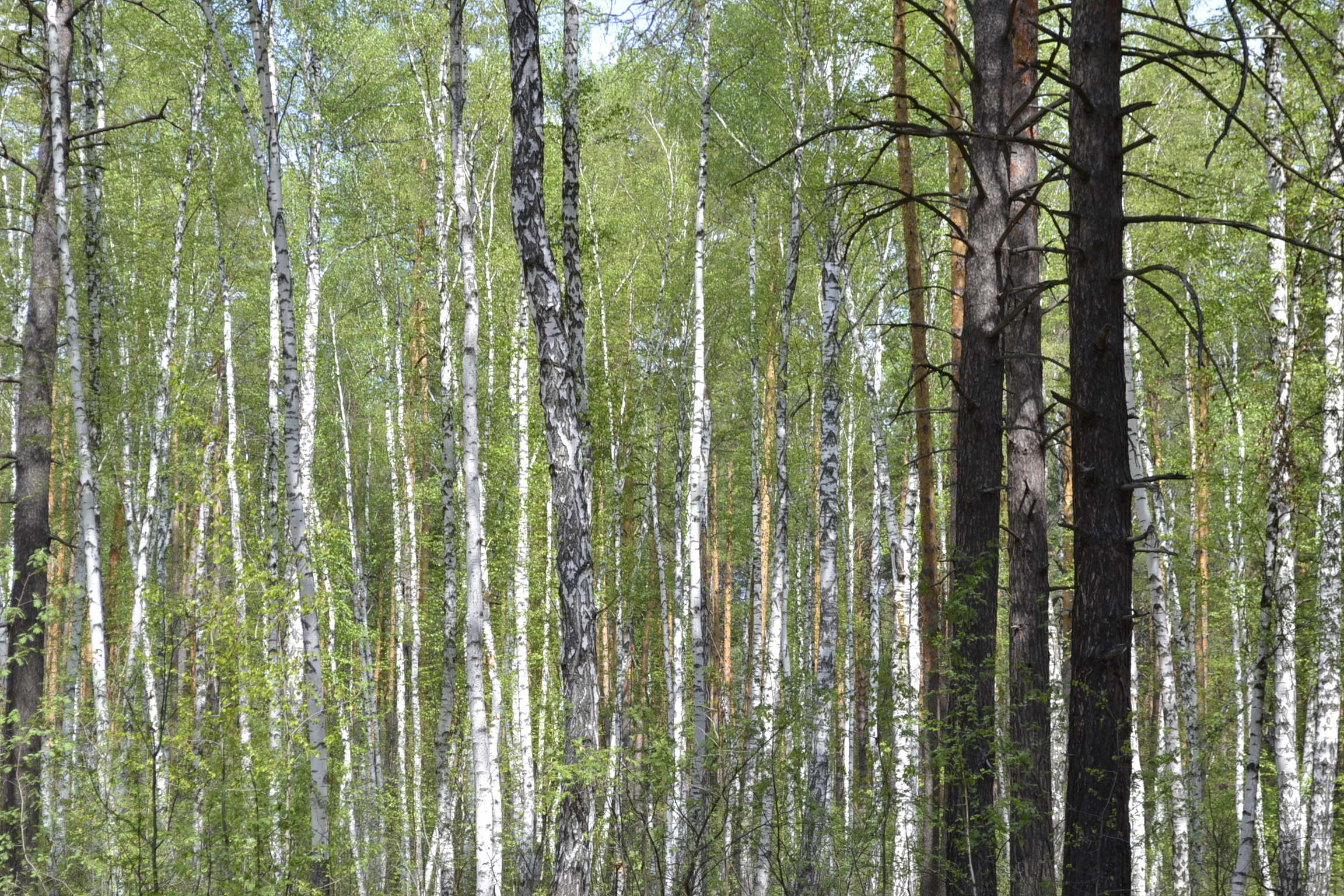 Пензенцев предупредили об опасности нападения клещей