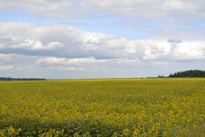 В Минсельхозе призвали к повышению зарплат сотрудникам отрасли