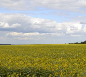 В Минсельхозе призвали к повышению зарплат сотрудникам отрасли