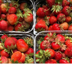 Вкусное лето: в полях Мокшана поспела клубника