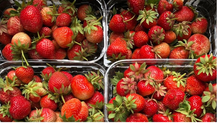 Вкусное лето: в полях Мокшана поспела клубника