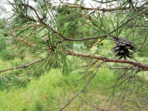 В Пензенском Минлесхозе новое назначение