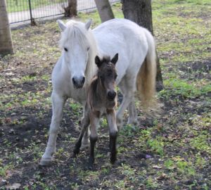 В Пензенском зоопарке на один день откроют "ночную охоту" на животных