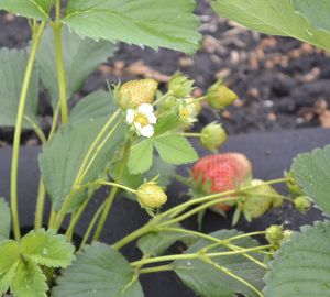 Дети из лингвистической школы посвятили оду Мокшанской клубнике