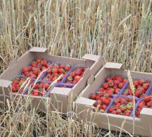 Мокшанская клубника: в продажу поступил новый сорт ароматной ягоды