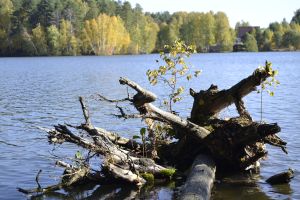 На пруду в Армиево погиб мужчина, сломав позвоночник