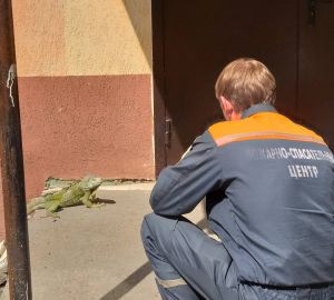 В сети появилось видео, как в Пензе ловили потерявшуюся игуану