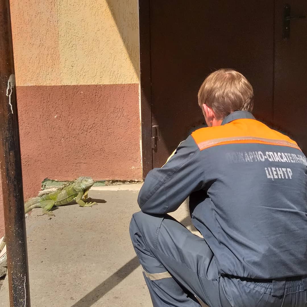 В сети появилось видео, как в Пензе ловили потерявшуюся игуану