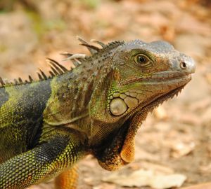 Кто потерял игуану? В Пензе разыскивают хозяина экзотического животного