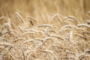 Больше 1 млн тонн зерновых собрали в Пензенской области