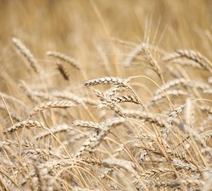 Больше 1 млн тонн зерновых собрали в Пензенской области