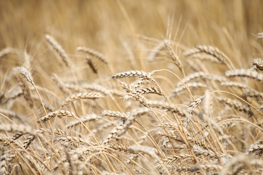 Больше 1 млн тонн зерновых собрали в Пензенской области