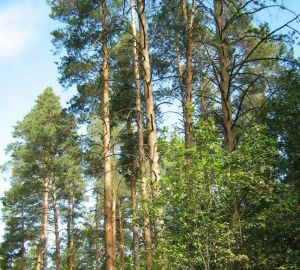 В Пензенской области потратят 64 миллиона на экологию