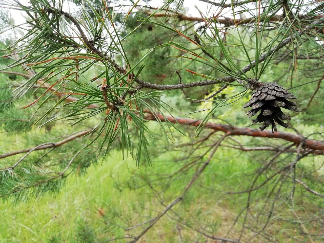 В Пензенской области продолжают восстанавливать леса
