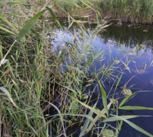 Загадочная смерть в Чемодановке и Сердобске: в Пензенской области за сутки утонули двое мужчин