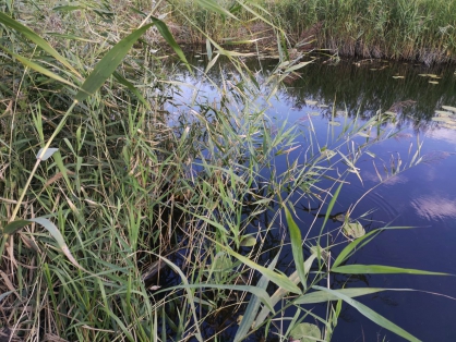 Загадочная смерть в Чемодановке и Сердобске: в Пензенской области за сутки утонули двое мужчин