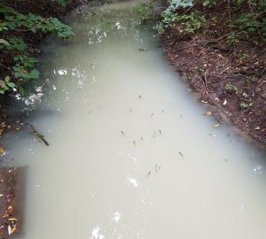 Кто заргязняет пензенскую реку Инра? Ответ ищут в Минлесхозе