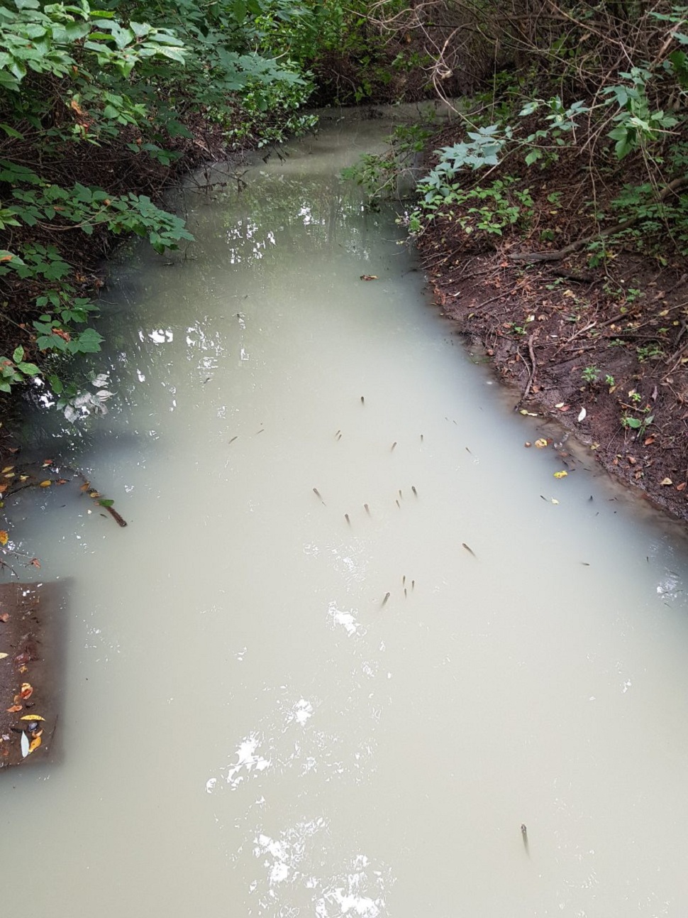 Кто заргязняет пензенскую реку Инра? Ответ ищут в Минлесхозе