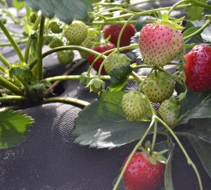 Мокшанская клубника: сладкое удовольствие продлится до августа