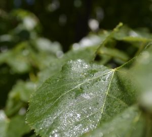 «Живи, лес!»: пензенцев приглашают посадить деревья